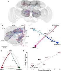 The synaptic cleft or gap junction is the space separating cell membranes of the presynaptic transmitter from postsynaptic receiver electrical synapse physiology doesn't require chemical messengers or receptors and therefore allows faster transmission speeds. The Wiring Logic Of An Identified Serotonergic Neuron That Spans Sensory Networks Journal Of Neuroscience