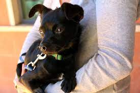 We provide loving foster homes for animals in need until we find them their forever family. Bay Area Animal Shelters See More Owner Surrenders Due To Housing Crisis Kqed