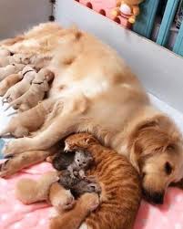 Pin By Oznur Ozkoc On Chiens Et Chats En Famille Cute Funny Animals Cute Baby Animals Cute Animals