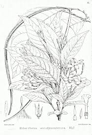 Image result for Holarrhena