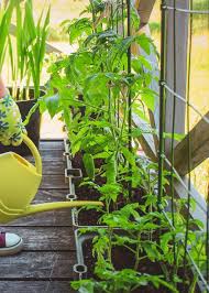 Backyard vegetable garden layout can be a bit difficult as there are numerous beautiful garden this garden is mostly made up of repeated or symmetrical patterns of small square, triangular or. Small Vegetable Garden Tips How To Grow Vegetables In A Small Space
