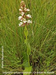 Image result for Satyrium macrophyllum