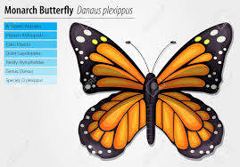 Monarch Butterfly Danaus Plexippus