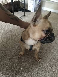If you find a breeder in florida or an online advertisement on craigslist advertising. French Bulldog Puppies For Sale Tampa Fl 313320