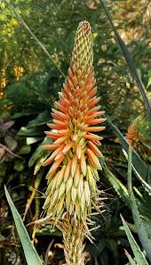 Image result for Aloe komatiensis