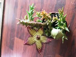 Image result for Euphorbia halipedicola