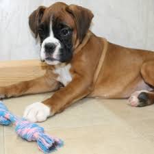 This sweet breed looks tough but is actually a gentle, loving family pet. Rose Boxer Puppy 625212 Puppyspot