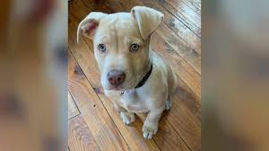 Maybe you would like to learn more about one of these? 12 Week Old Ohio Puppy Revived With Narcan After Being Exposed To Drugs 10tv Com