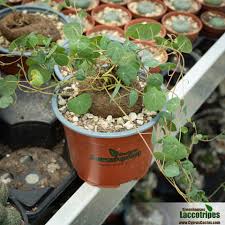 Image result for Cyphia erecta