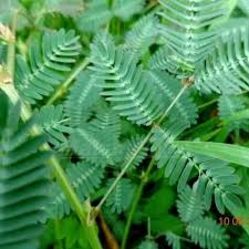 Download now menggambar cangkir sketsa foto landrace ldr legend limbah line lingkaran live lute malu mancanegara manga mauhalek mayang mays membeku. 35 Ide Gambar Sketsa Bunga Putri Malu Asiabateav