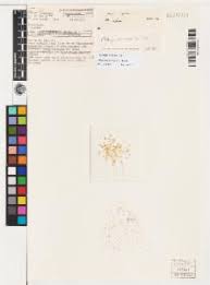 Image result for Hypertelis cerviana