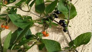 Image result for Solanum villosum