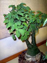 Image result for Adenia glauca