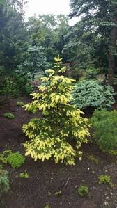 We have evergreen trees that are approx. 100 Evergreen Trees Ideas Evergreen Trees Evergreen Plant Catalogs