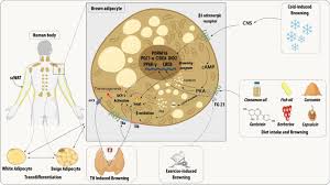 Image result for Beige 1977 Caloric