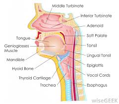 As you review these images and their descriptions, you. What Is Stage 4a Throat Cancer With Pictures