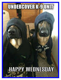Happy Wednesday Funny Dog Memes Funny Dogs Funny Animal Pictures
