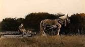 Movie music by composer maurice jarre. Maurice Jarre Soundtrack Witness Building The Barn Youtube