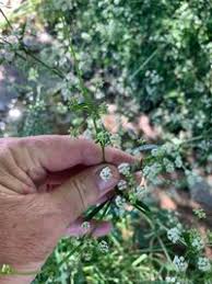 Image result for Apium graveolens