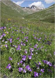 Richard Revels Photography The Swiss Alps Alpine Flowers Rock Garden Wild Flowers