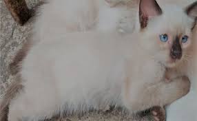 One that limits expression of color to specific body areas, the other that relates to the dominant white gene that masks color. Personality Traits Breed Of White Cat With Blue Eyes Pictures Justagric