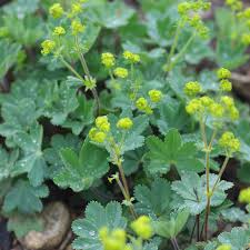 Image result for Alchemilla microbetula