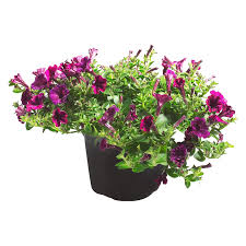 Image result for foto surfínie