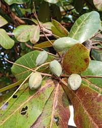 Image result for Terminalia