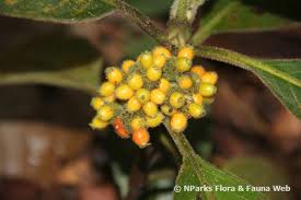 Image result for Psychotria cinerea