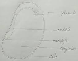 14 printable jam tag labels, from domestifluff: Draw A Labelled Lateral View Of A Bean Seed And Also When The Red Kidney Bean Seed Is Cut Open Brainly In