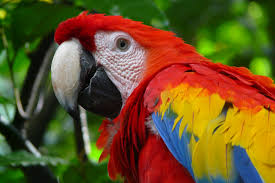 Check spelling or type a new query. Guara Roja Ara Macao Ave Nacional De Honduras Flickr