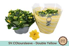 Image result for Kalanchoe rosalina
