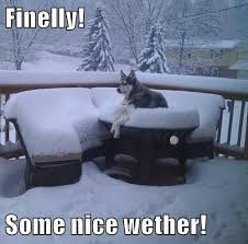 Pin By Emma On Winter Wonderland Husky Funny Husky Memes Dog Memes