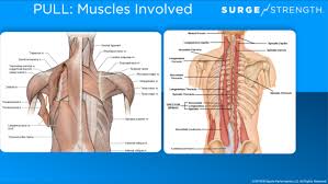 For this, there is a complex of the best physical activities aimed at each muscle group. Dryland Workout Routines For A Stronger Pull Surge Power S Prime 3 Swimming Pools Daily