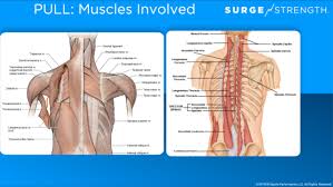 Blast your back with this back workout and experience some serious back gains! Dryland Exercises For A Stronger Pull Surge Strength S Top 3