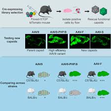 Selection Of An Efficient Aav Vector For Robust Cns