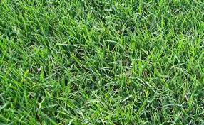 Rumput gajah mini tahan cuaca panas dan harga rumput permeternya. 10 Jenis Rumput Taman Untuk Halaman Rumah Terpopuler