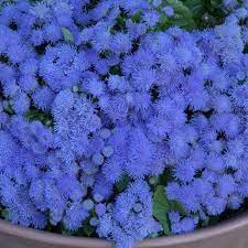Mexican Paintbrush Blue 100 Seeds Ageratum Houstonianum Etsy Mosquito Repelling Plants Annual Bedding Plants Plants