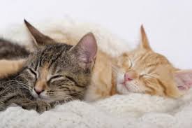 She will become extremely affectionate and attract any male cats in the immediate area for about three weeks. Determining The Sex Of A Cat Photos Male Of Female Kitten Petmd