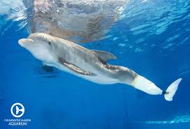 Winter The Dolphin Clearwater Marine Aquarium Dolphin Tale Clearwater Marine Aquarium Marine Aquarium