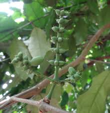 Image result for Gnetaceae