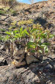 Image result for Cyphostemma