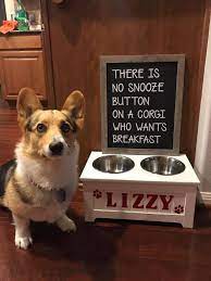 Dog Hot Spot 101 What Are They And How Should I Care For Them Corgi Corgi Memes Corgi Mom
