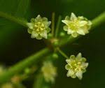 Image result for Peraceae