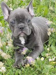 Näytä lisää sivusta french bulldog puppies facebookissa. French Bulldog For Sale Colorado The Y Guide