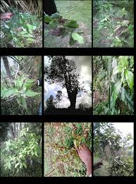 Image result for Pittosporum abyssinicum