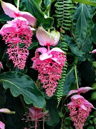 Image result for Medinilla