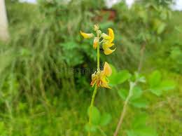 Image result for Crotalaria laburnifolia