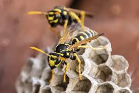 5 Must-Know Facts About Wasps