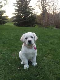 My Baby Girl A Loyal Labrador From Mora Minnesota My Baby Girl Labrador Labrador Retriever